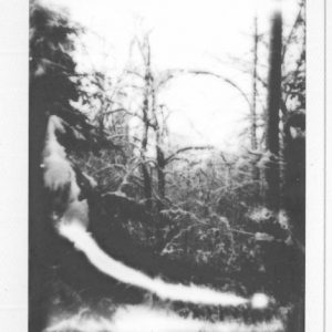 polaroid art - black and white print - forest 50X40